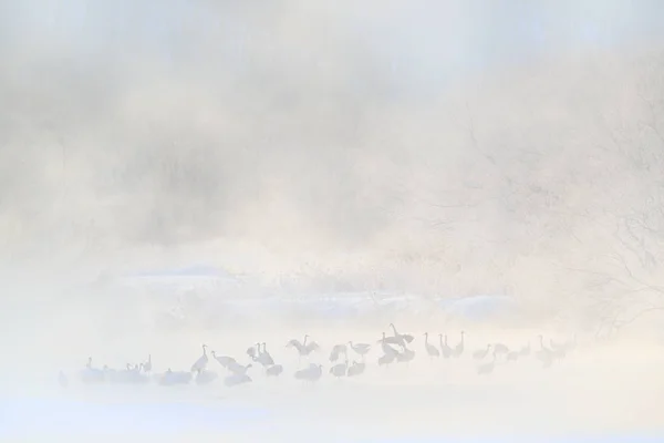 Vogels in de rivier met mist — Stockfoto