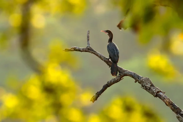 Uccello scuro seduto sul ramo — Foto Stock