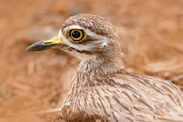 Eurasiska Thicknee i Ranthambore park — Stockfoto