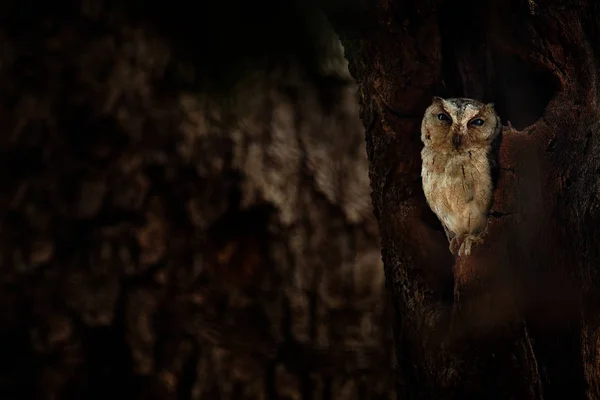 Rybí sova sedící na větvi — Stock fotografie