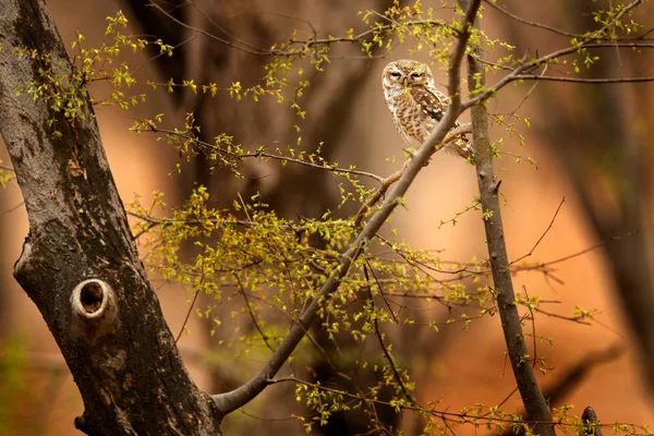 Malaysia beautiful owl in forest — Stock Photo, Image