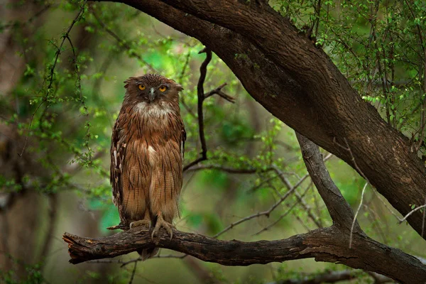 Brown Fish-owl, bird from Asia — Stock Photo, Image