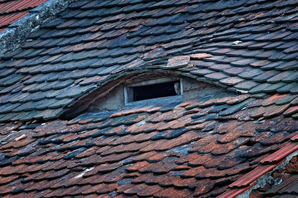 Eule sitzt im Fenster — Stockfoto