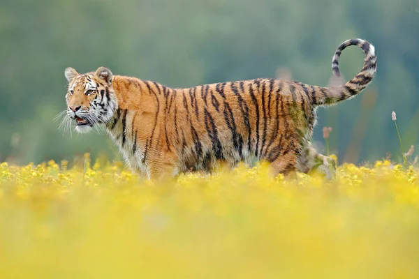 Sarı çiçekli kaplan