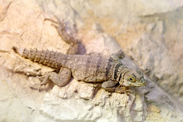 Lizard on stone, Madagascar.