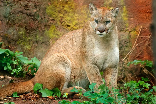 Danger Cougar sitting in forest — Stock Photo, Image