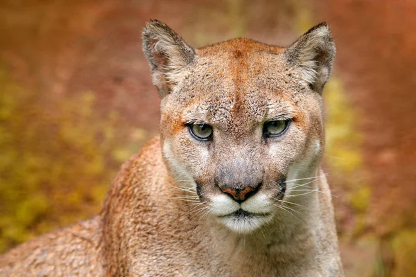 Danger Cougar sitting in forest — Stock Photo, Image