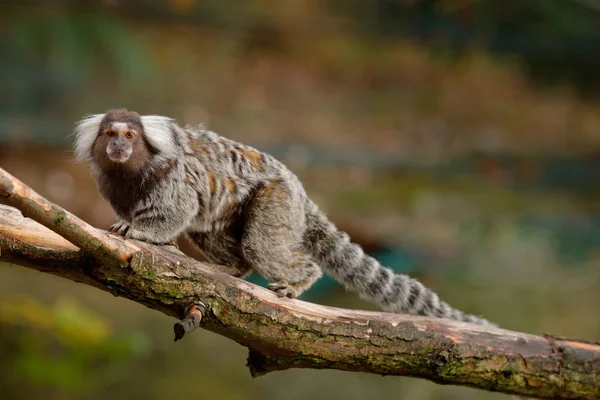 Piccolo mokley nascosto nella foresta — Foto Stock