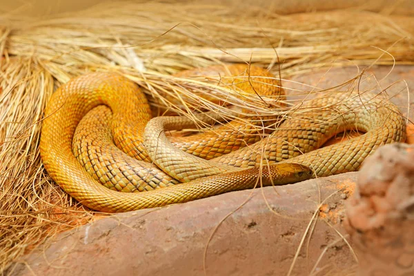 Serpiente venenosa en la hierba —  Fotos de Stock