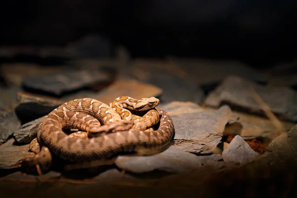 Османська прибережних viper в природі Хабітат — стокове фото