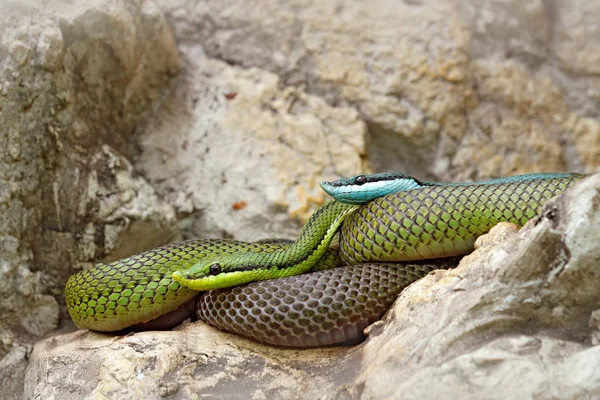 Baron'un yeşil yarışçılar 