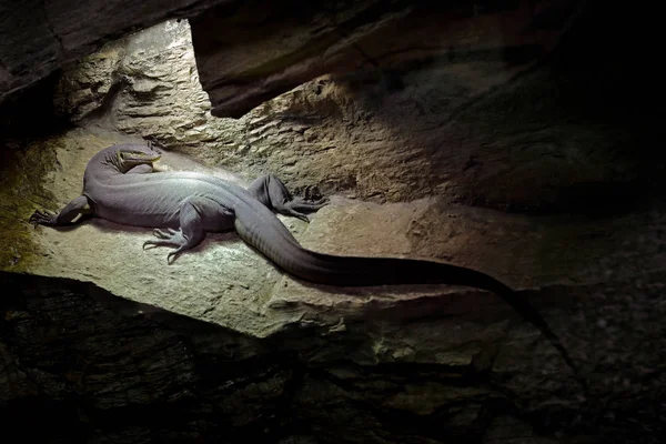 Kertenkele karanlık mağaranın ortamlarında — Stok fotoğraf