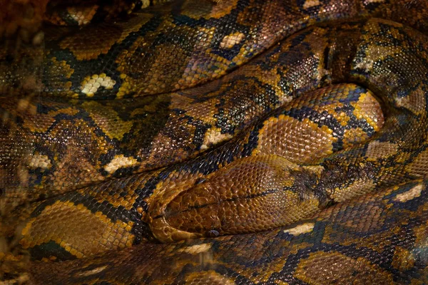 Python reticulado, python reticulatus — Fotografia de Stock