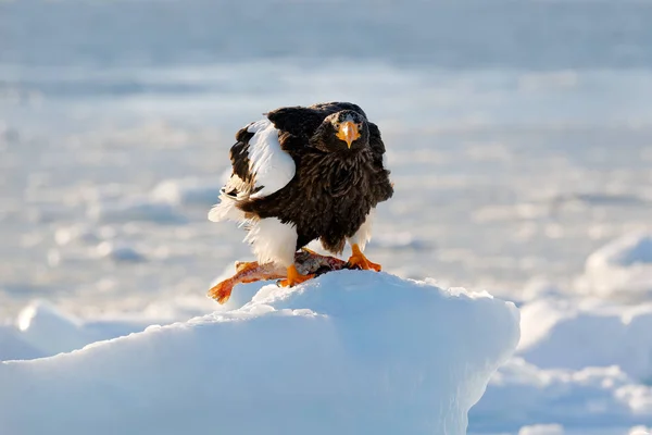 Seeadler — Stockfoto