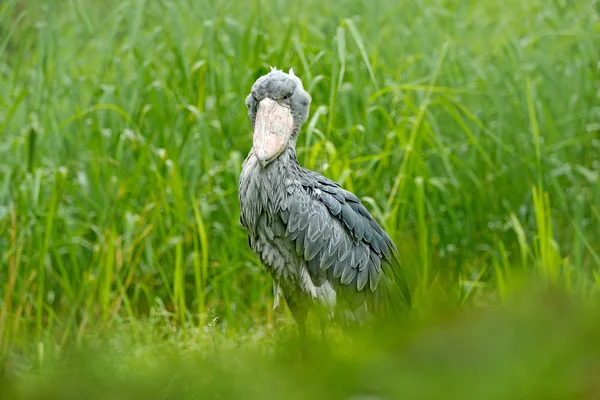 Büyük Gaga kuş, Kongo