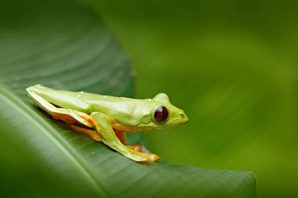 Sapo sentado nas folhas — Fotografia de Stock