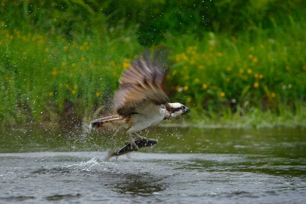 Orlovec říční lov ryb — Stock fotografie