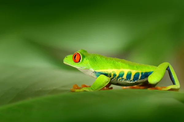 Rana arborícola de ojos rojos — Foto de Stock