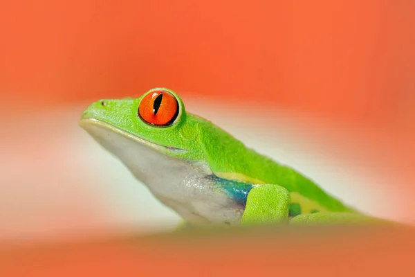 赤い目の木のカエル ストック写真 C Ondrejprosicky