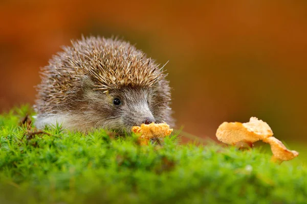 Hedgehog in green moss — Stock Photo, Image