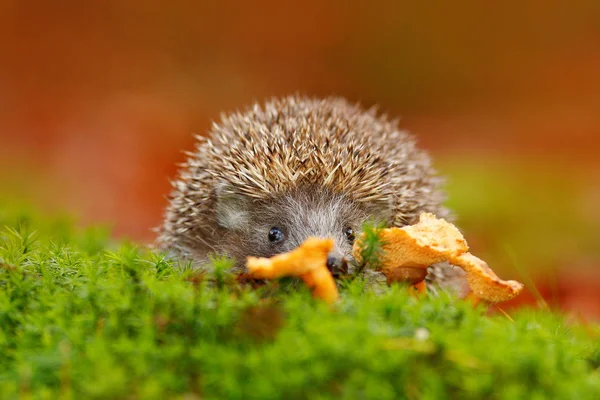 緑の苔でハリネズミ — ストック写真