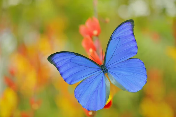 Blauer Riesenmorpho, — Stockfoto