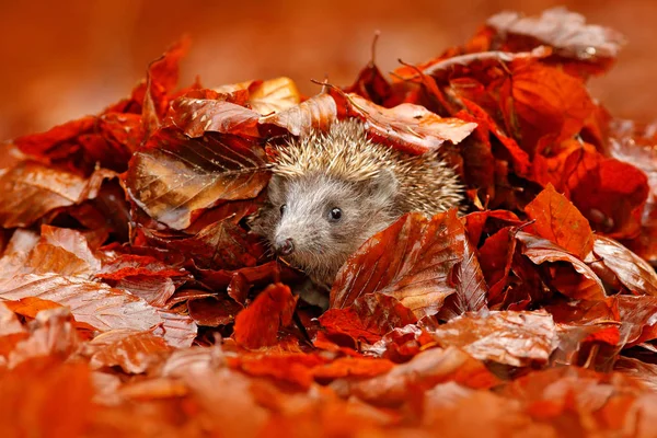 Orange leaves with hedgehog — Stock Photo, Image