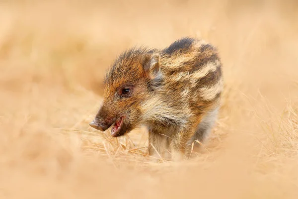 Junge Wildschweine — Stockfoto