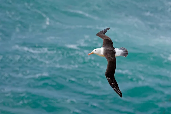 Albatros à la mouche avec des vagues de mer — Photo