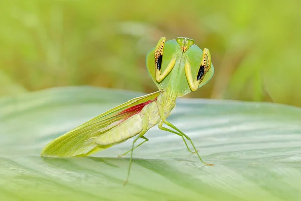 Cazador de insectos en la naturaleza — Foto de Stock