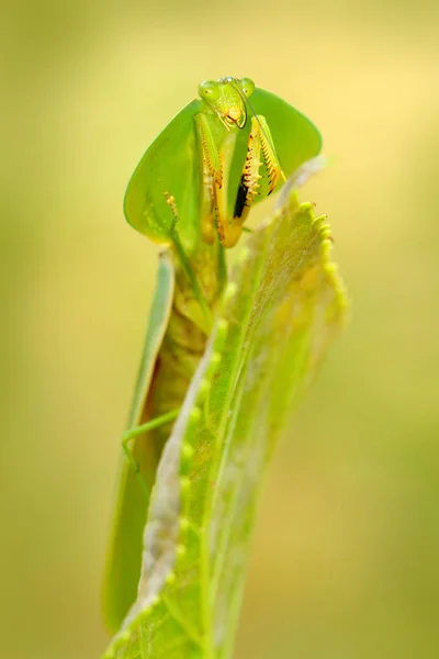 Caçador de insetos na natureza — Fotografia de Stock