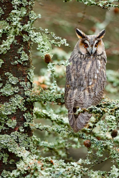 Long-eared Owl sitting on branch — Stock Photo, Image