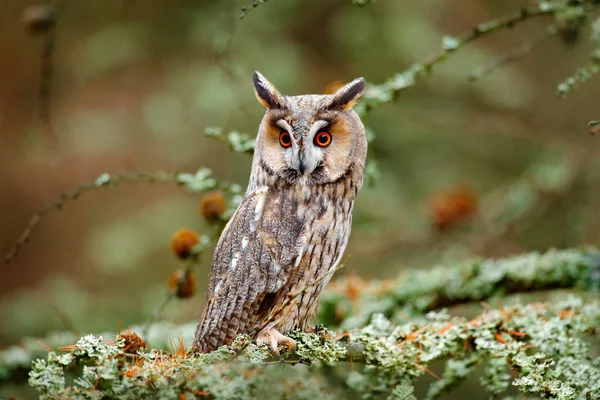 Long-eared Owl sitting on branch — Stock Photo, Image