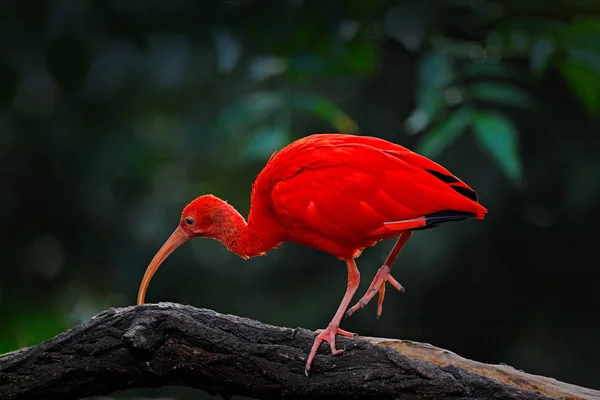 Bird sitting on tree branch — Stock Photo, Image