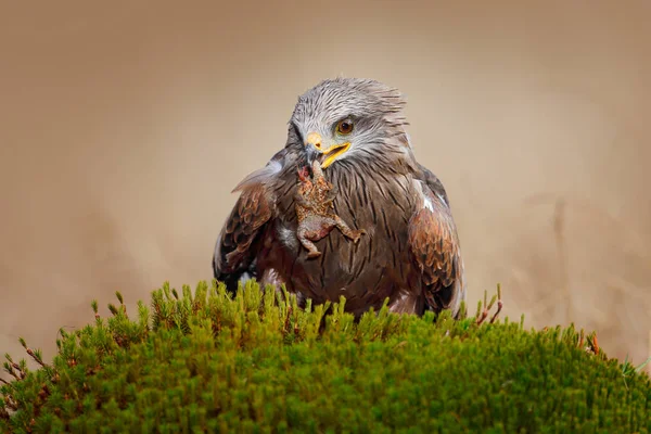 Bird feeding behaviour — Stock Photo, Image