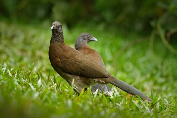 エキゾチックな熱帯の鳥 — ストック写真