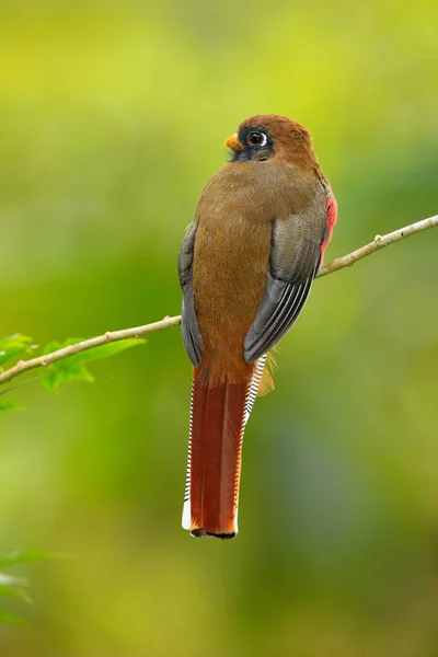 Roter und brauner Vogel — Stockfoto