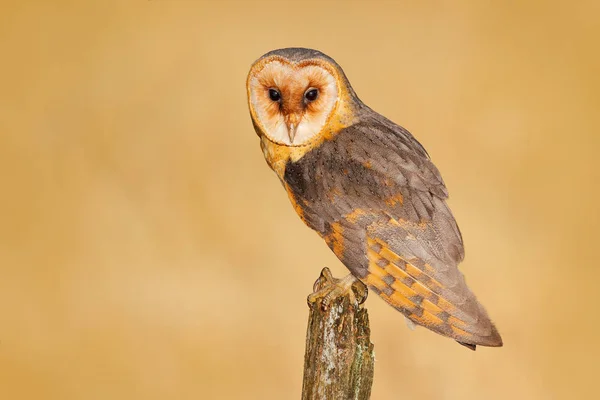 Uil op boomstam in weide — Stockfoto