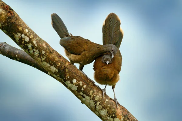 Exotic tropic birds