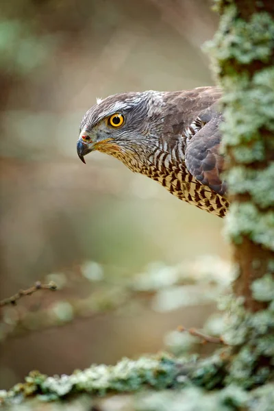 Goshawk в зимовому лісі — стокове фото