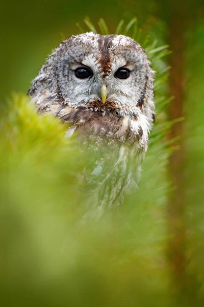 Tawny owl hidden in forest