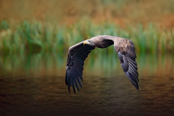 Ak kuyruklu kartal — Stok fotoğraf