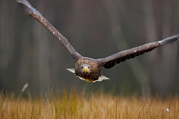 Seeadler — Stockfoto