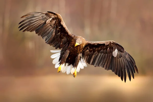 Águila de cola blanca — Foto de Stock