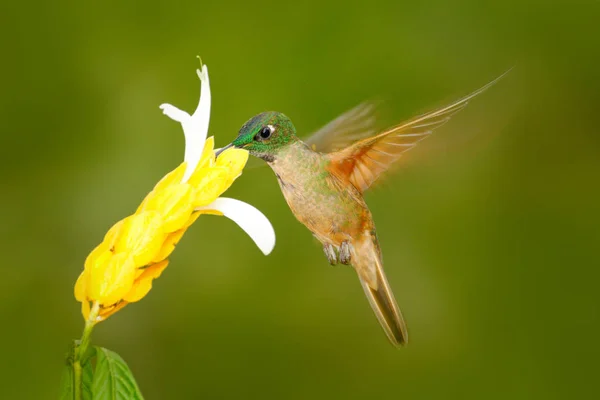 Pássaro bonito na flor Heliconia — Fotografia de Stock