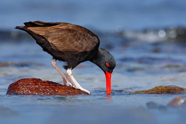 赤ビルと黒い水の鳥 — ストック写真
