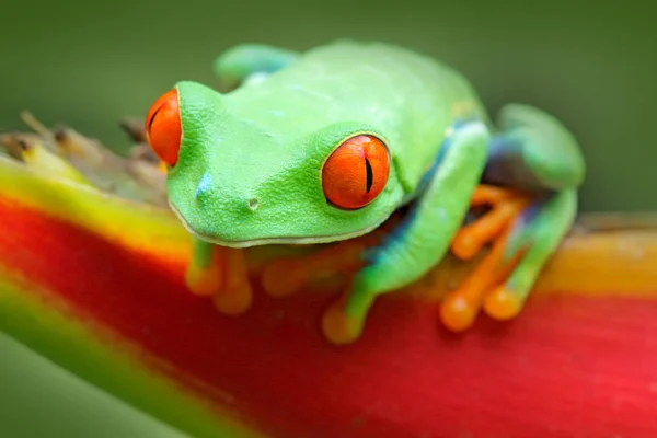 Grenouille arbustive aux yeux rouges — Photo