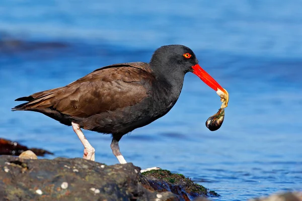 Czarny ptak woda z bill czerwony — Zdjęcie stockowe