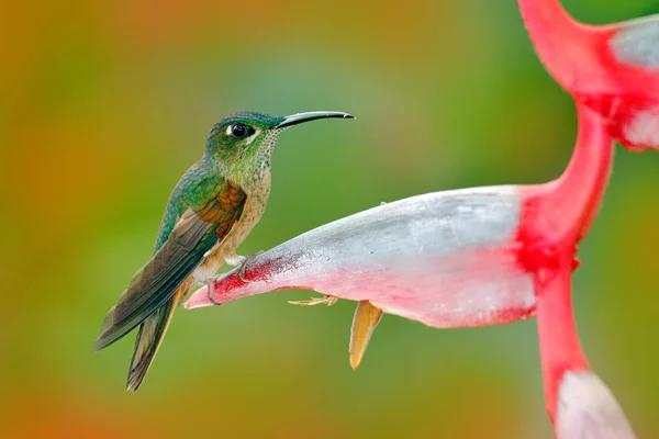 Heliconia çiçek üzerinde şirin kuş — Stok fotoğraf