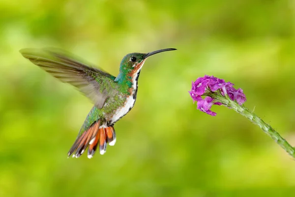 Koliber złotawy Green Mango — Zdjęcie stockowe